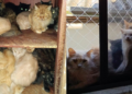 Mais de 400 gatos debilitados e doentes são achados vivendo em apartamento em SC; VÍDEOS