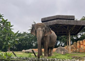 Destino da elefanta 'Baby' é definido após fechamento do zoológico do Parque Beto Carrero