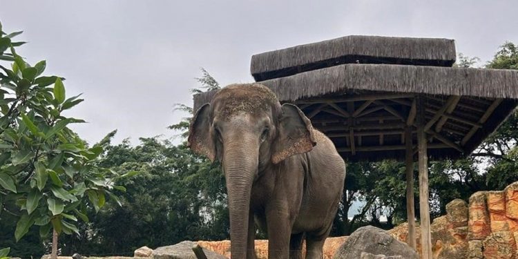 Destino da elefanta 'Baby' é definido após fechamento do zoológico do Parque Beto Carrero