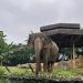 Destino da elefanta 'Baby' é definido após fechamento do zoológico do Parque Beto Carrero