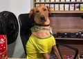 Cão vira ‘funcionário CLT' e viraliza com peripécias flagradas por câmera de mercado em SC; VÍDEO