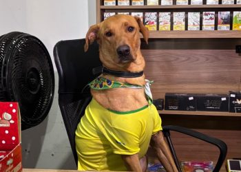 Cão vira ‘funcionário CLT' e viraliza com peripécias flagradas por câmera de mercado em SC; VÍDEO