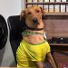 Cão vira ‘funcionário CLT' e viraliza com peripécias flagradas por câmera de mercado em SC; VÍDEO