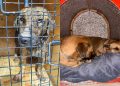 Cão comunitário morre após ser encontrado gravemente ferido em Balneário Camboriú