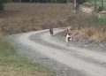 Vídeo flagra cachorro colocando onça para correr no interior de SC: 'Sufoco', diz moradora